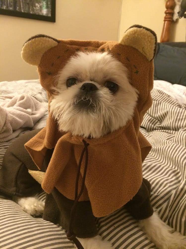 ewok