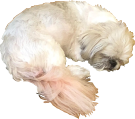 A sleeping Shih-Tzu